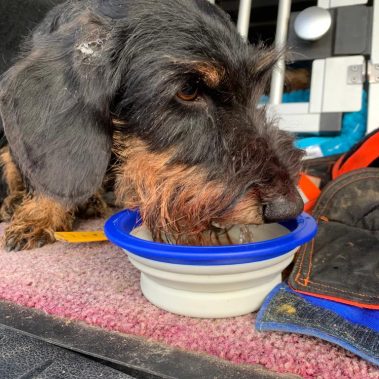 Loisl von Bretano nach erfolgreicher Arbeit an der Sau