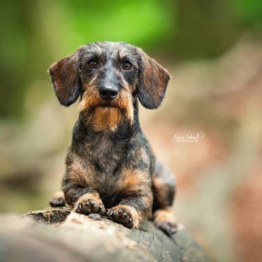 Rauhaardackel Anton von der Magna Kybele